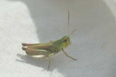 Pseudochorthippus parallelus