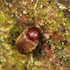 Sculptotheca puberula