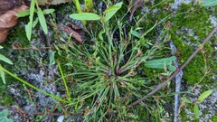 Juncus bufonius