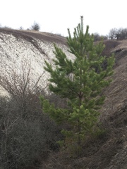 Pinus sylvestris