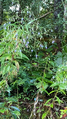 Campanula divaricata