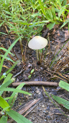 Conocybe apala albipes