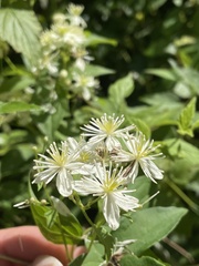 Clematis virginiana