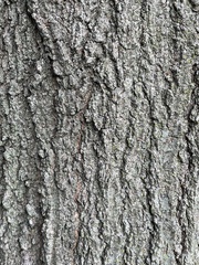 Quercus