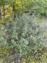 Shepherdia canadensis