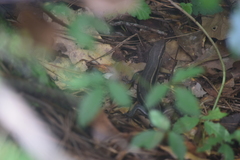 Plestiodon inexpectatus