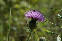 Cirsium discolor