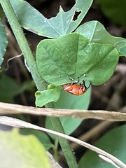 Chrysomeloidea