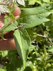 Clematis virginiana