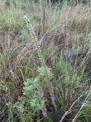 Liatris acidota