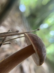 Austroboletus gracilis