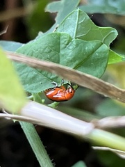 Chrysomeloidea