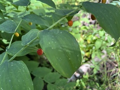 Streptopus amplexifolius