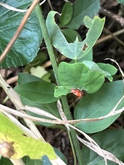 Chrysomeloidea
