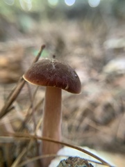 Austroboletus gracilis