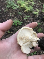 Lactifluus piperatus