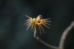 Lindackeria bukobensis