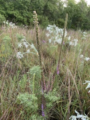 Liatris acidota
