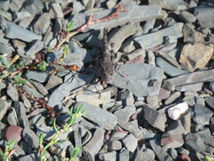 Trimerotropis verruculata