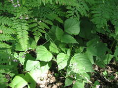 Hylodesmum glutinosum