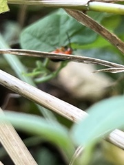 Chrysomeloidea