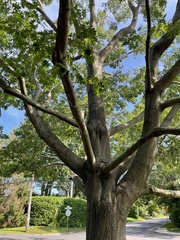 Quercus