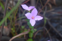 Rhexia petiolata