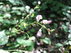 Hylodesmum glutinosum