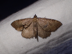 Philereme vetulata