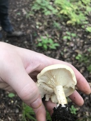 Lactifluus piperatus