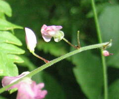 Hylodesmum glutinosum
