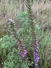 Liatris acidota