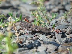 Trimerotropis verruculata