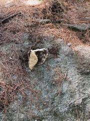Russula brevipes