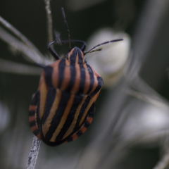 Graphosoma italicum italicum