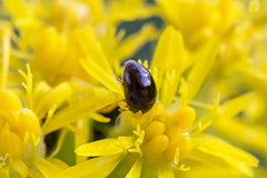 Phalacridae