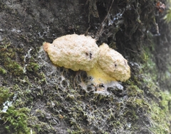 Fuligo septica