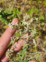 Pycnanthemum verticillatum