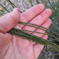 Equisetum × moorei