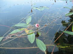 Persicaria amphibia