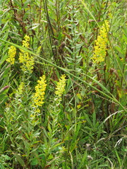 Solidago speciosa