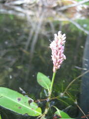 Persicaria amphibia
