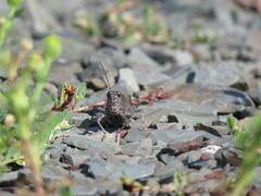 Trimerotropis verruculata