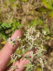 Pycnanthemum verticillatum