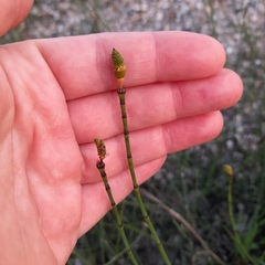 Equisetum × moorei