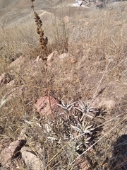 Salvia apiana