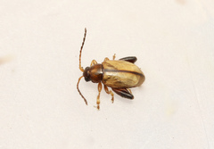 Aphthona lutescens