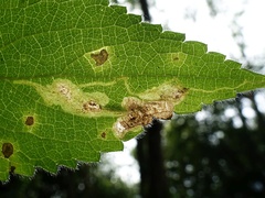 Amauromyza labiatarum