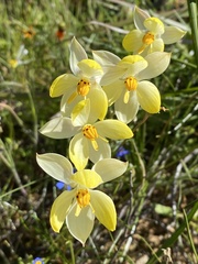 Cyanella alba flavescens