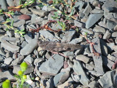 Trimerotropis verruculata